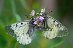 Motýli Lesy ČR Pálava