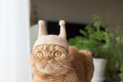 Kočičí chlupy mění v originální čepice. Japonský pár náramně baví Instagram