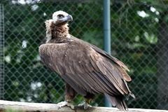 SUP HNĚDÝ (AEGYPIUS MONACHUS)