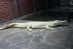 BO_krokodýlí zoo_uvodní