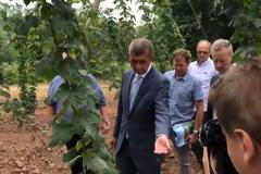 Premiér Babiš a členové vlády na chmelnici.