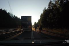 V zúženem úseku D1 na Vysočině se v úterý večer procházeli koně