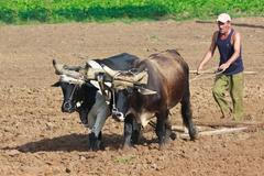 Kuba - zemědělec - orba - voli 2