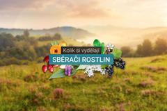 Sběr bylin - biliny