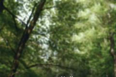 Vlhčenec ubrouskový KRNAP