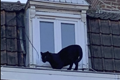 Černý panter se ve Francii procházel po okenní římse