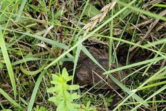 Hraboš - přemnožení Topolany u Olomouce - Olomoucko