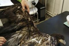 orel při ošetření v ZOO Liberec