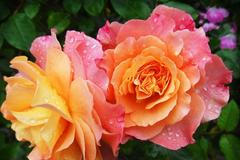 Dana_Rohova_poutaci_ruze