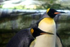 Záběry tučňáků gayů Skippera a Pinga v berlínské zoo