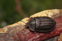 kornatec velký, brouk, šumava