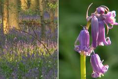 Zvonečkové království: V Belgii rozkvetl doslova koberec fialových rostlinek