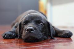 Štěně labradora, ilustrační foto