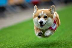 Vilnius, Corgi, pes, závody, Litva, přehlídka, zábava