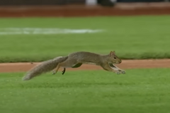 veverka baseball zápas