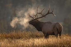 los, ilustrační, zvíře