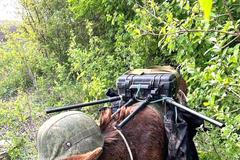 Rusko, Ukrajina, válka, zvířata, osel