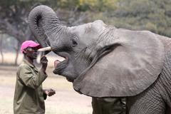 Zimbabwe, slon, útulek, pytláci, záchrana, Wild is Life