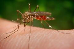 Aedes japonicus - Komár Japonský