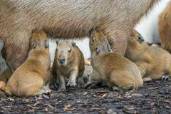 Takto si užívala kapybaří skupinka letošní léto