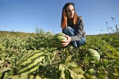 Farma Pech - melouny