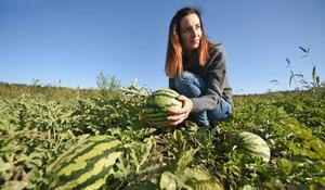 Farma Pech - melouny