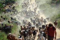 The Wider Image: Hungry goat herds help fight fires in Spain's Catalonia