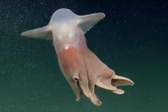 chobotnice, moře, Argentina, Chobotnice dumbo