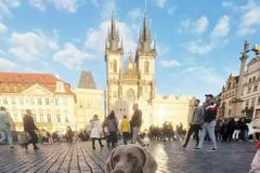 příběh psa, pes, výchova, trenér psů, výcvik