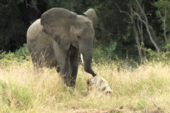 slonice, lebka, příběh, smutek, truchlení