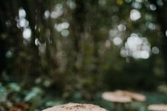 houba bedla jedlá hřib houby