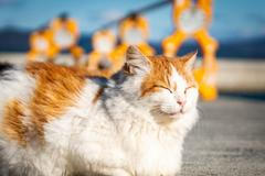 Japonsko, kočka, zvířata, ostrov, Taširodžima, reportáž