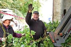 Chmelnice Kozojedy, chmel, Eminger, Kozojedy, sklizeň