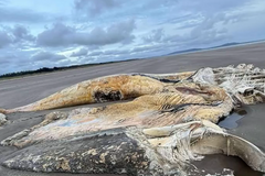 Wels moře nález pláž