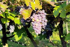 Itálie, pivo, Benátsko, víno,