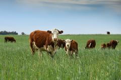 krávy skot hovězí