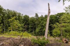 ždánický les chřiby těžba lesy čr greenpeace