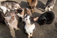 Japonsko, kočka, zvířata, ostrov, Taširodžima, reportáž