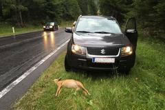 Zvířata, silnice, nehoda se zvěří