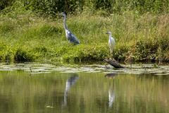 Chystaná Chráněná krajinná oblast (CHKO) Soutok u soutoku Moravy a Dyje