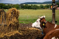 farma, farma Stehlík, krávy, příroda, byznys, statek, vesnice