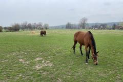 Hřebčín Napajedla je zavřený už od roku 2023 (2. 4. 2025)