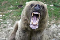 medvěd útok napadení