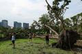 People gather near a fallen tree inside a park, following heavy rain and strong winds in Bangkok