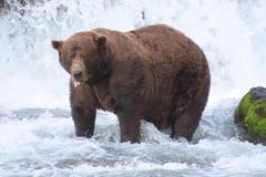 chunk vítěz medvěd grizzly soutěž