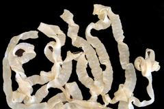 Tasemnice Skulovec Lipno