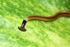 ploštěnka skleníková