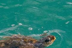 kareta británie hurikán