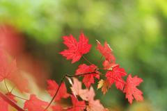 Jednorázové užití / Fotogalerie / Nechte se okouzlit krásami podzimu / 2