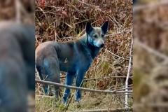 V Černobylu objevili psy s modrou srstí